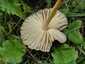 Mezei szegfűgomba (Marasmius oreades), Budai-hegység
